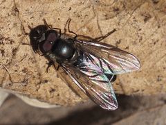 Melangyna quadrimaculata