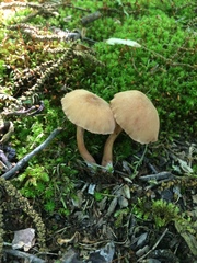 Laccaria laccata pallidifolia