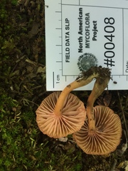 Laccaria laccata pallidifolia