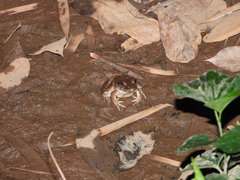 Fejervarya cancrivora