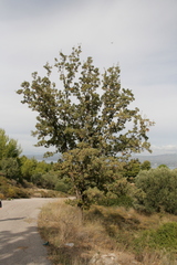 Quercus ithaburensis macrolepis