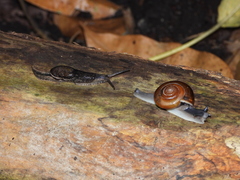 Ariophantidae