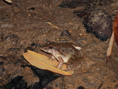 Fejervarya cancrivora