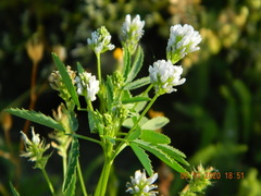 Trigonella procumbens