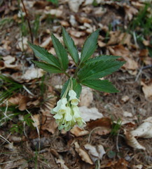 Cardamine enneaphyllos