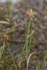 Carex microglochin