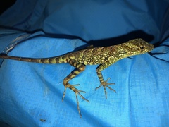 Anolis aequatorialis