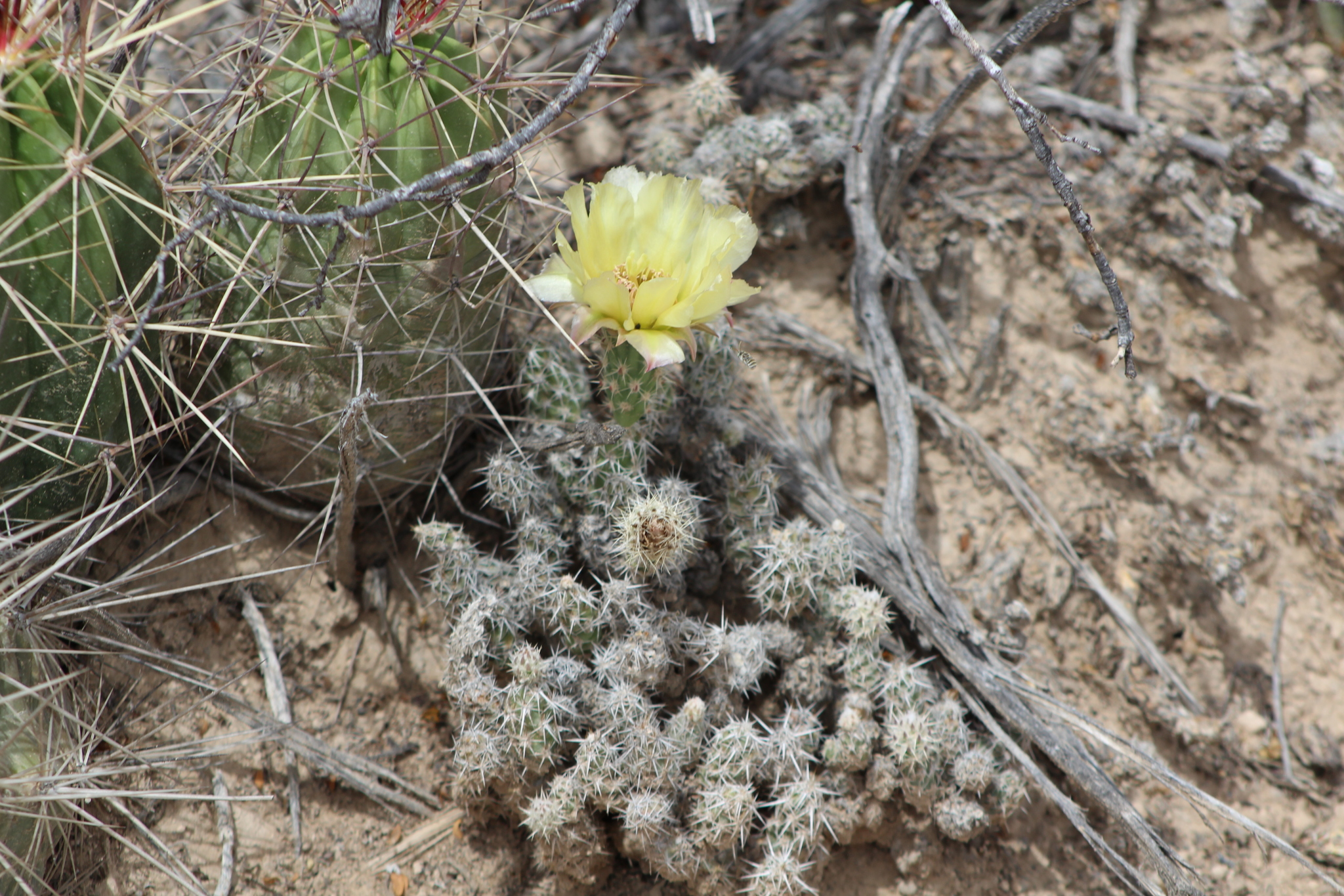 Corynopuntia bulbispina