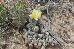 Grusonia bulbispina