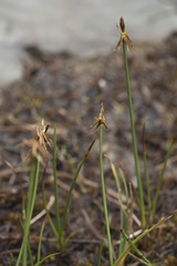Carex microglochin