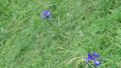 Iris latifolia