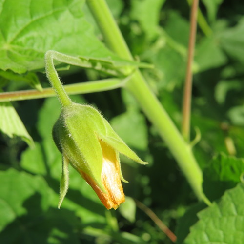 Abutilon grandiflorum image