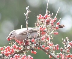 Cotoneaster dielsianus