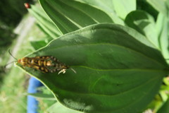 Chamaesphecia empiformis