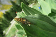 Chamaesphecia empiformis