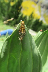 Chamaesphecia empiformis