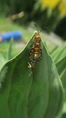 Chamaesphecia empiformis