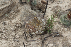 Coryphantha poselgeriana