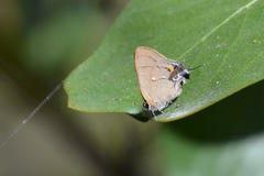 Electrostrymon angelia