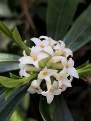 Daphne kiusiana
