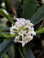 Daphne kiusiana