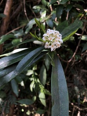 Daphne kiusiana