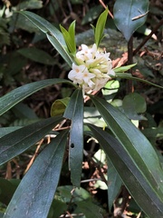 Daphne kiusiana