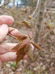 Acer rubrum drummondii