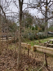 Acer rubrum drummondii