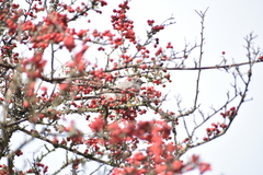 Cotoneaster dielsianus