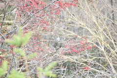 Cotoneaster dielsianus
