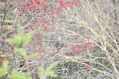 Cotoneaster dielsianus