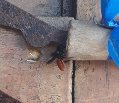 Callomegachile