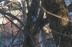 Dendrocopos syriacus