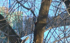 Dendrocopos syriacus