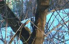 Dendrocopos syriacus