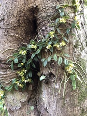 Gastrochilus formosanus