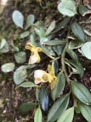 Gastrochilus formosanus