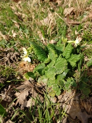 Primula elatior