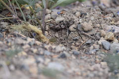 Thomomys talpoides