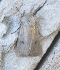 Agrotis vetusta