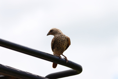 Histurgops ruficauda