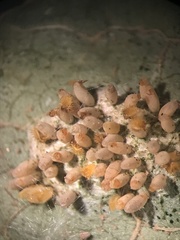 Epilachna varivestis