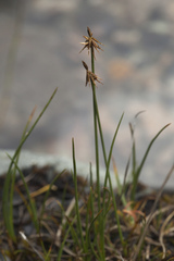 Carex microglochin