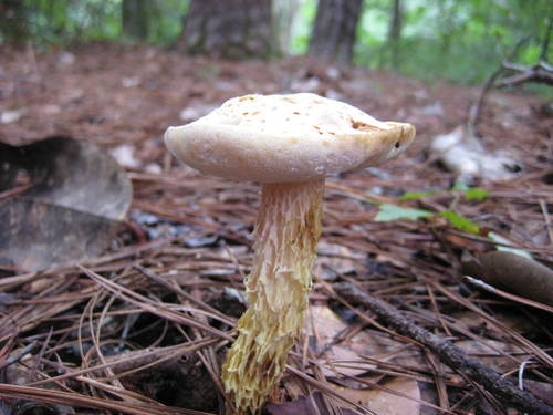 Austroboletus subflavidus image