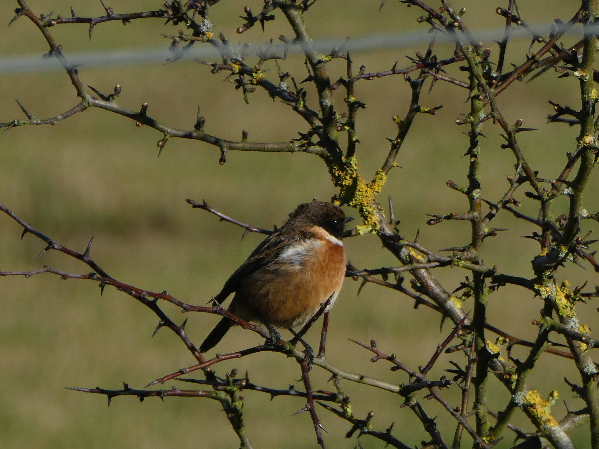 European Stonechat