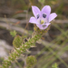 Roella incurva - Photo (c) botanicexpedition2019nl-saf, algunos derechos reservados (CC BY-NC-ND)