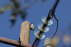 Melanerpes aurifrons