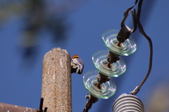 Melanerpes aurifrons