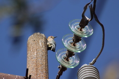 Melanerpes aurifrons